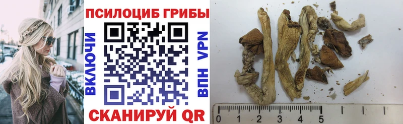 Псилоцибиновые грибы прущие грибы  Шлиссельбург 